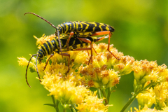 Locust borer (Megacyllene robiniae) mating on rough-leaved goldenrod (Solidago  rugosa)