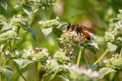 Great Golden Digger Wasp (Sphex ichneumoneus) on Clustered Mountain Mint ( Pycnanthemum muticum)
