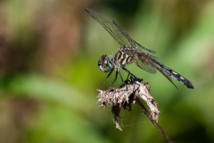 Female Blue Dasher (Pachydiplax longipennis) on spent Field Thistle flower (Circium discolor)