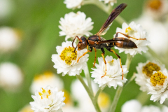 Least Paper Wasp (Polistes dorsalis dorsalis) on Pearly Everlasting (Anaphalis margaritacea)