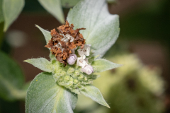 Caterpillar of the Wavy-lined Emerald Moth (Synchlora aerate) on Clustered Mountain Mint ( Pycnanthemum muticum).  Using dead mint flowers affixed to it’s body with silk, as camouflage.