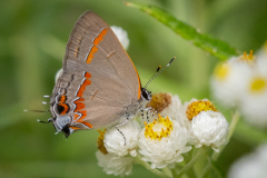 Red-banded Hairstreak on Pearly Everlasting
