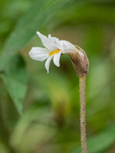 One-flowered Broomerape