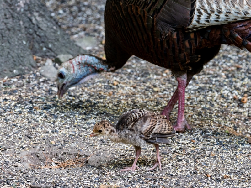 Turkey and poult