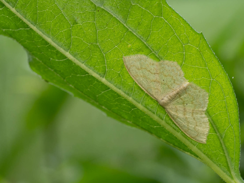Moth under leaf