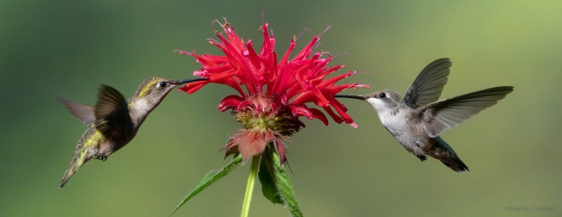 Ruby Throated Hummingvbirds