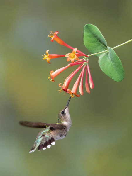 Female rubythroated hummingbird