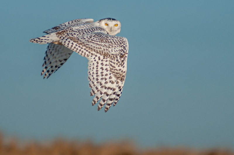 Snowy Owl - Parker River NWR