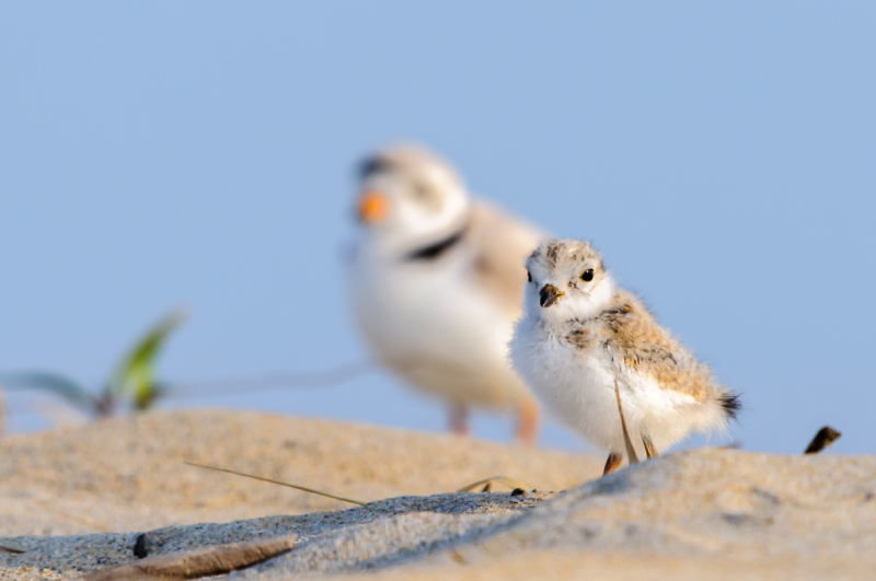 Piping Plovers - the next generation.  I've posted a few Plover shots over the last weeks.  They're cute, and they'll be fledging and gone soon.