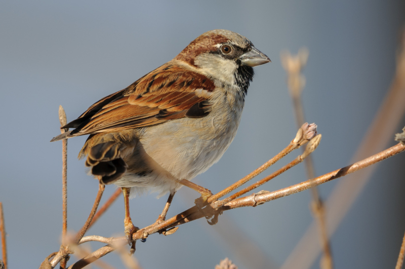 Song Sparrow, in the late afternoon winter sun on a very cold day