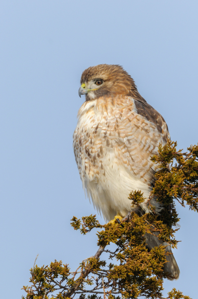 One of my "regulars", posing.  I was out the last two weekends, but didn't take a single shot on the first weekend. I got some shots this weekend, including my buddy here who was really very available and putting on a good show.