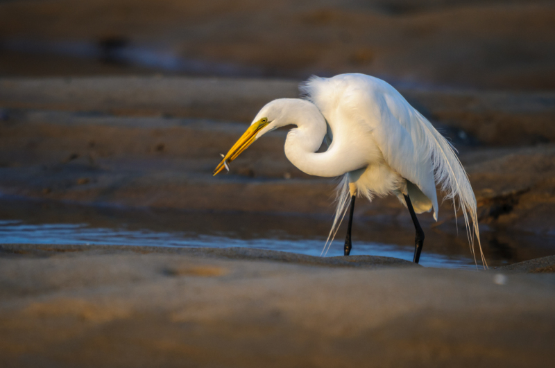 Egret - Early morning.  Sandy Point State Reservation.  I just love the light on this shot, which is perhaps a lot of the reason that I took it.