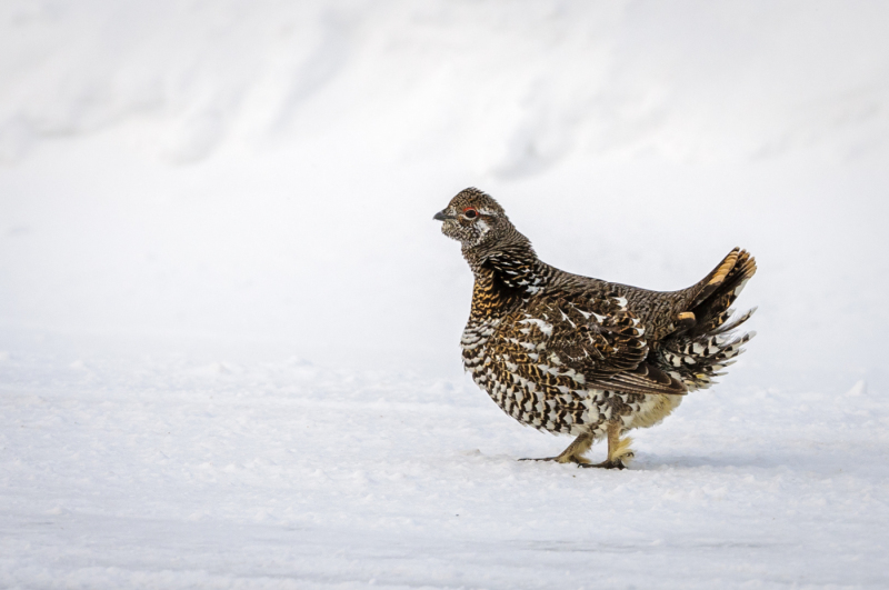 Spruce Grouse somewhere near Chisasibi QC.  This, along with some small sparrow-sized birds, was all I saw on the trip up here.  We're on the Trans-Taiga road for the next few days, so with luck we'll see some more.  These birds were constantly on the road, showed no fear, and I'm amazed that the road isn't littered with them.