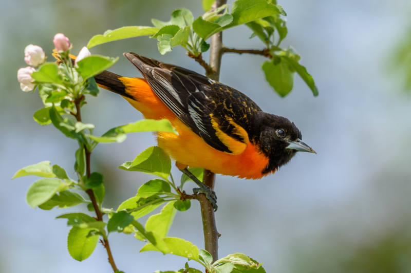 Baltimore Oriole Great Meadows NWR, Concord, MA.  Found at Great Meadows today.  It was quite windy, so the smaller birds were all taking cover.  This Oriole was feasting on a bush in this more sheltered area.