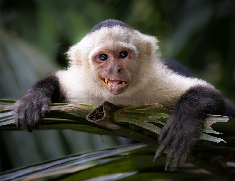 DPCarey-01-Capuchin-Monkey_