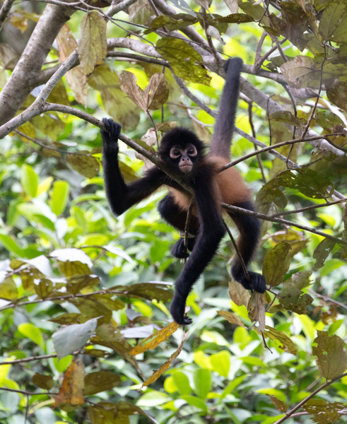 DPCarey-03-Spider-Monkey