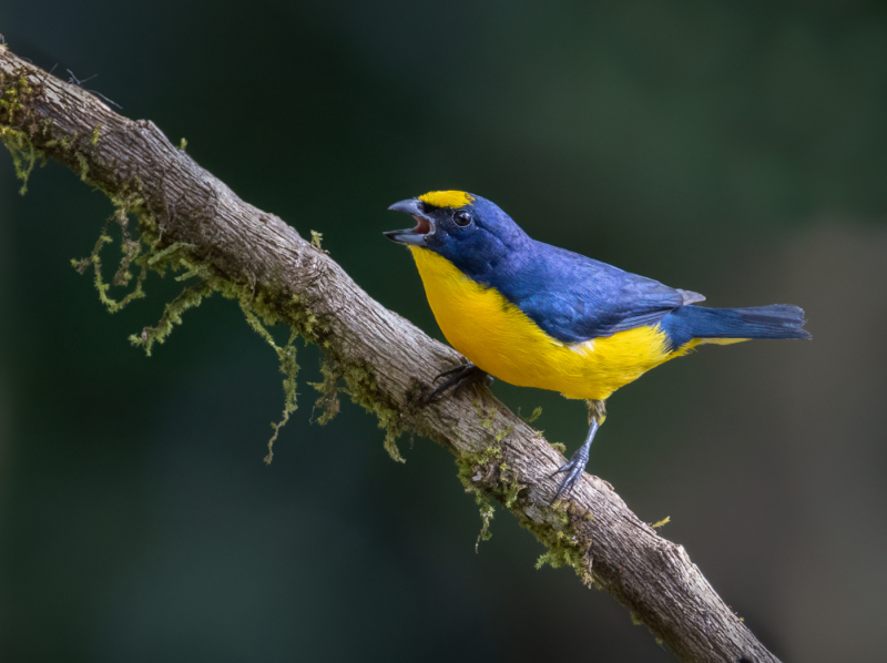 DPCarey-04-Yellow-Crowned-Euphonia