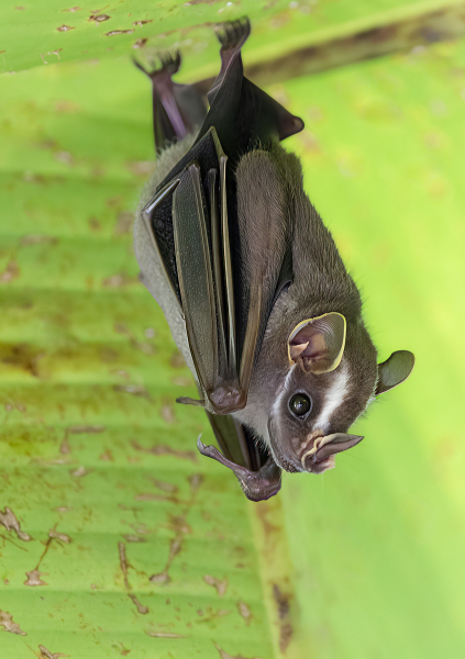DPCarey-05-Tent-Bat