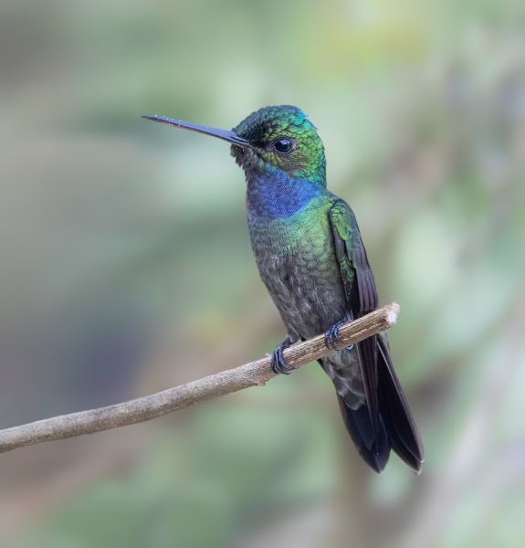 DPCarey-06-Purple-Throated-Moutain-Gem-Humming-bird