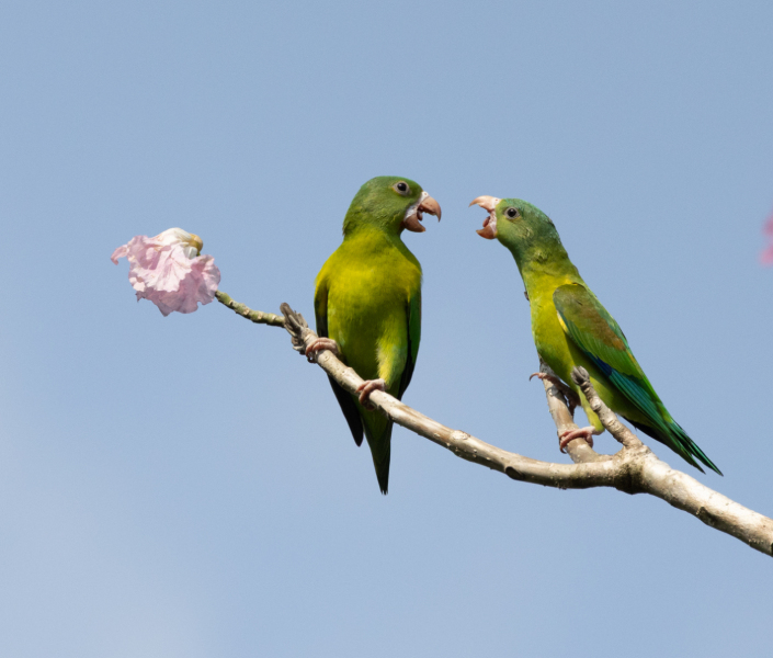 DPCarey-07-Orange-Chinned-Parakete-Dispute