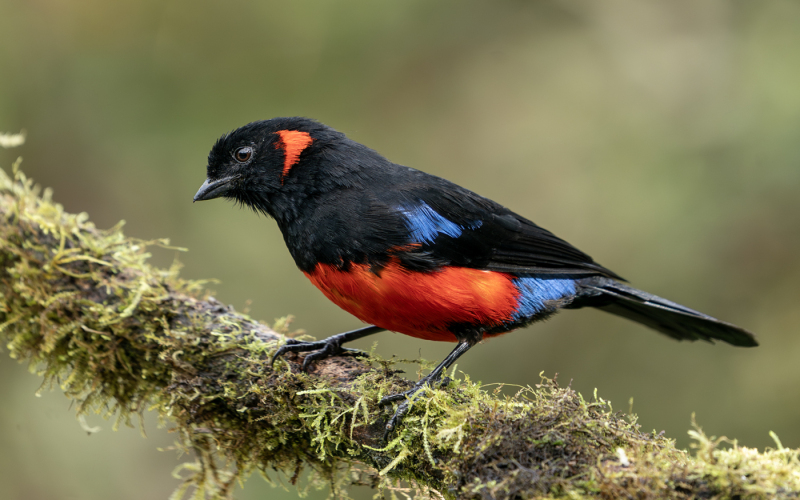 LCoviello-01-Scarlet-Bellied-Mountain-Tanagers-05730
