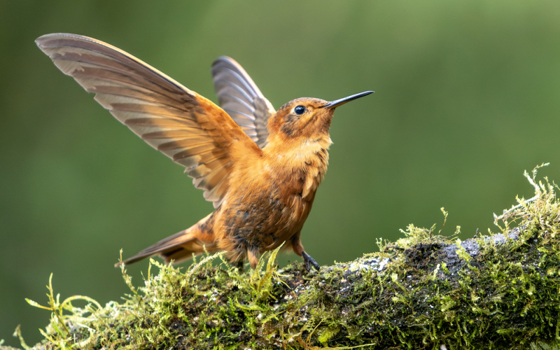 LCoviello-02-Shining-Sunbeam-Hummingbird-05848