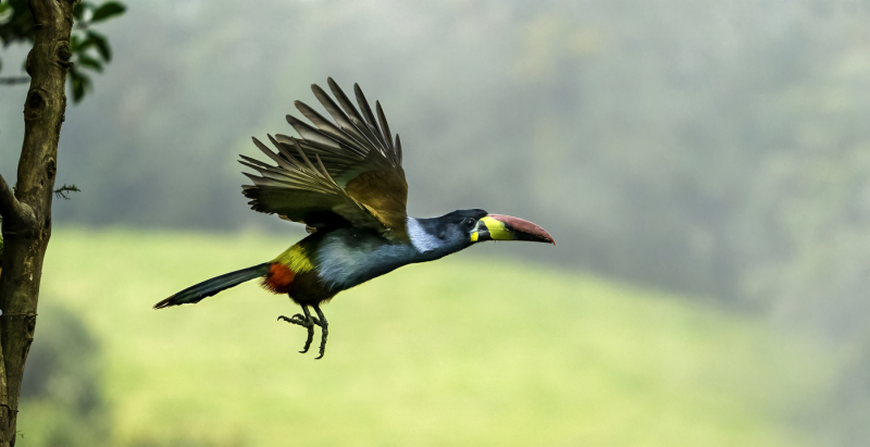 LCoviello-03-Grey-Breasted-Mountain-Toucan-in-Flight-07865-copy