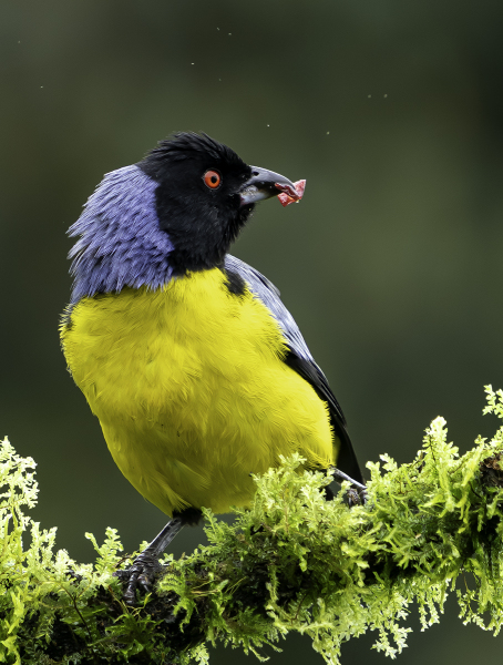 LCoviello-04-Hooded-Mountain-Tanager-06676