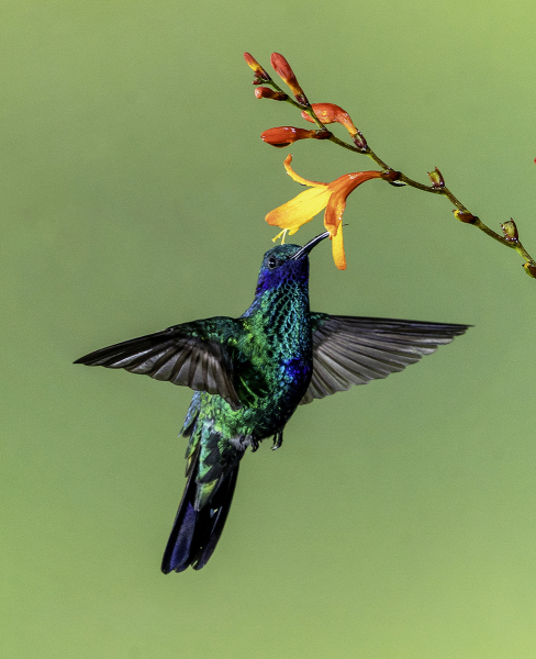 LCoviello-05-Violetear-08530