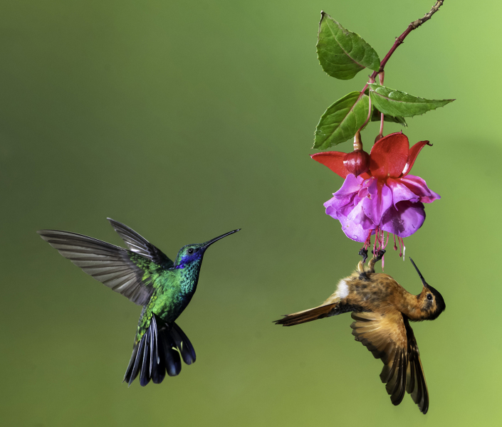 LCoviello-06-Violetear-and-Shining-Sunbeam-08220