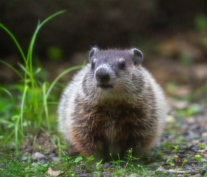 ljcoviello.02.Young-Groundhog