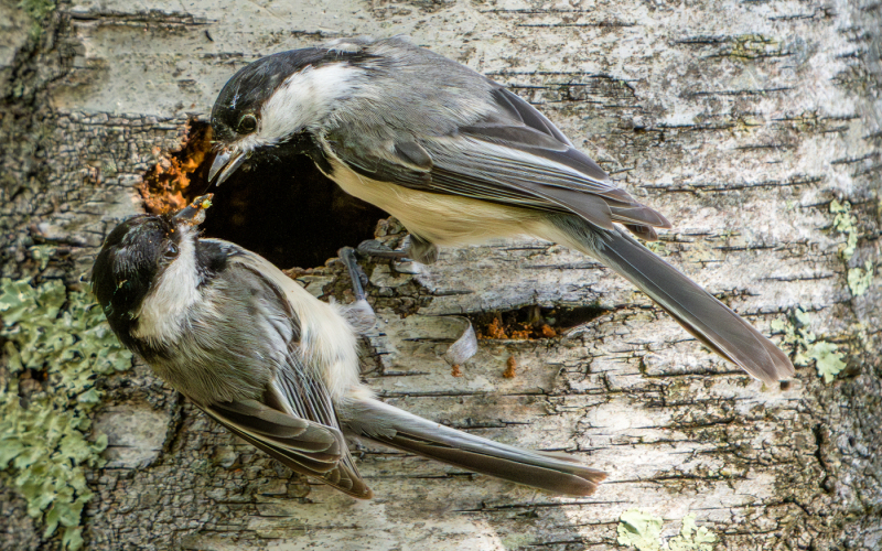 ljcoviello.03.Nest-Building-Chickadees-Taking-a-Snack-Break-3-09506-copy-Enhanced-NR-copy-3