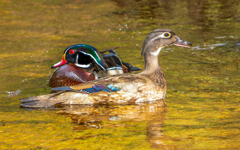 ljcoviello.04.Wood-Duck-Pair-09243-2