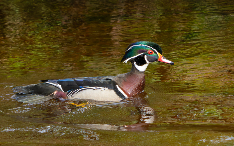 ljcoviello.05.Male-Wood-Duck-9208