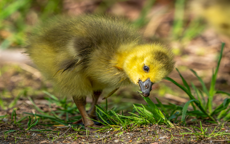 ljcoviello.07.Gosling-09915
