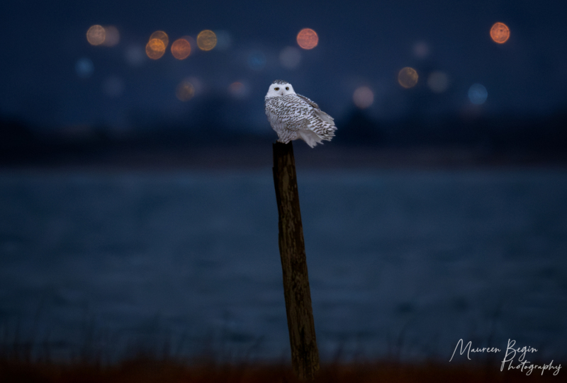 MaureenBegin02