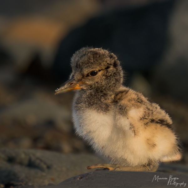 MaureenBegin04