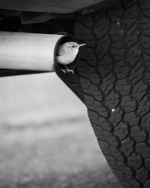 Rock Wren checking all cavities