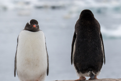 Suzanne Hirschman There are two types of Penguin - Black and White