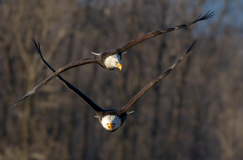 6_Tandem_Flight