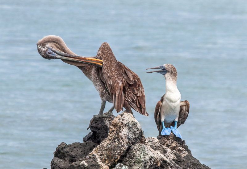 Galapagos 2010